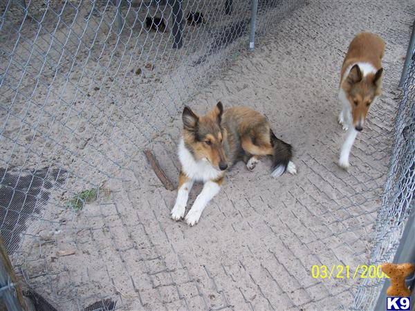 Collie Puppies